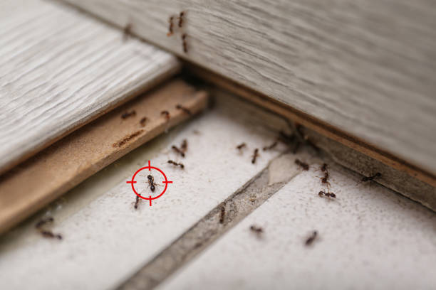 Best Pest Control for Businesses  in Crescent Springs, KY